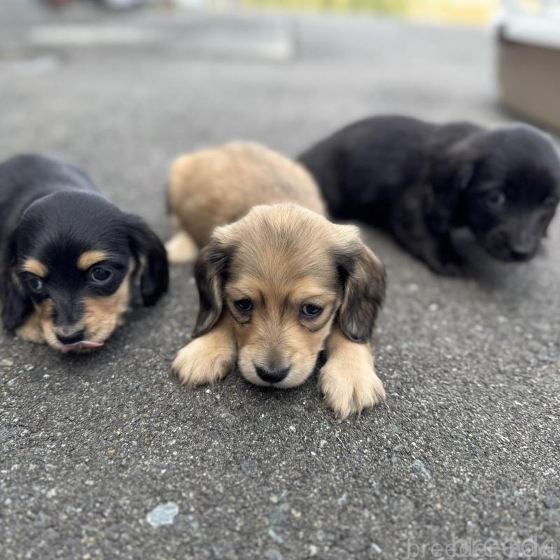 販売中の福岡県のミニチュアダックスフンド(ロングヘアード)-428982の3枚目