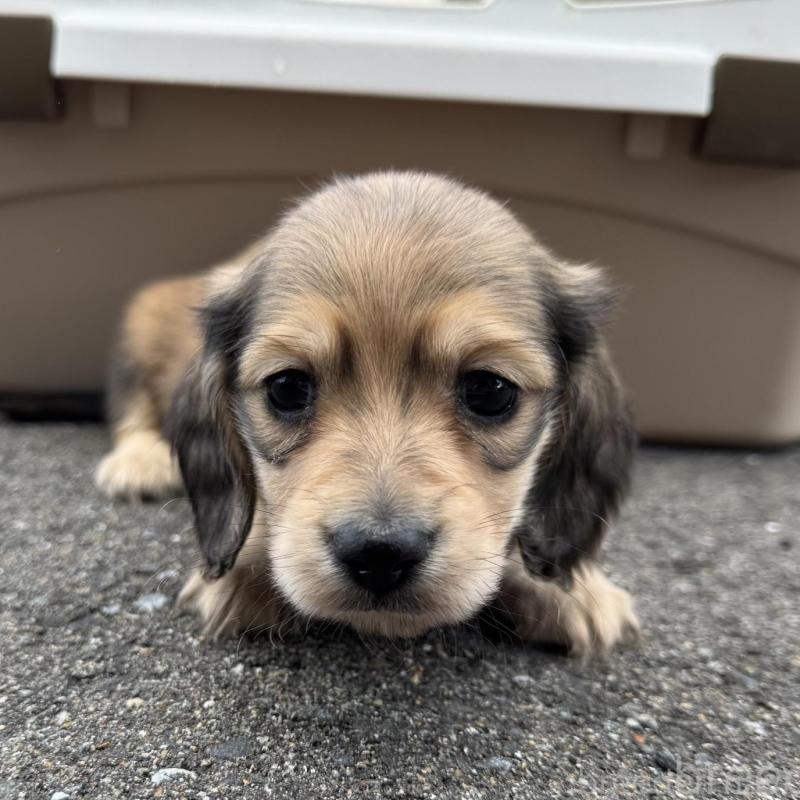 販売中の福岡県のミニチュアダックスフンド(ロングヘアード)-428982の2枚目