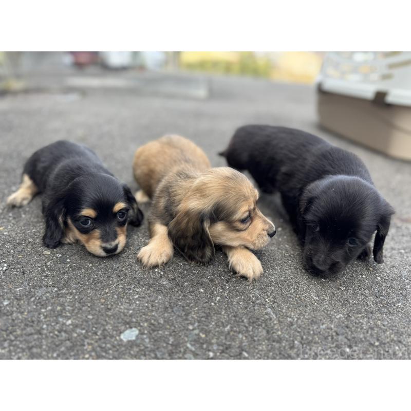 販売中の福岡県のミニチュアダックスフンド(ロングヘアード)-428984の6枚目