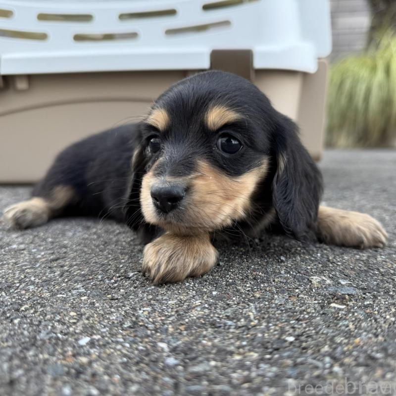 販売中の福岡県のミニチュアダックスフンド(ロングヘアード)-428984