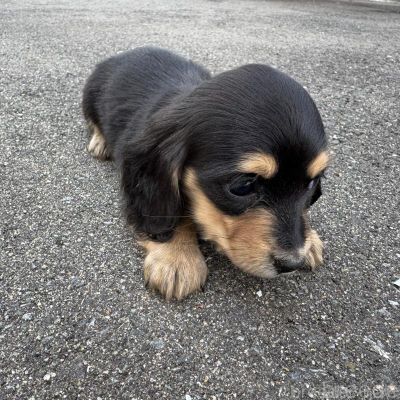 販売中の福岡県のミニチュアダックスフンド(ロングヘアード)-428984の4枚目