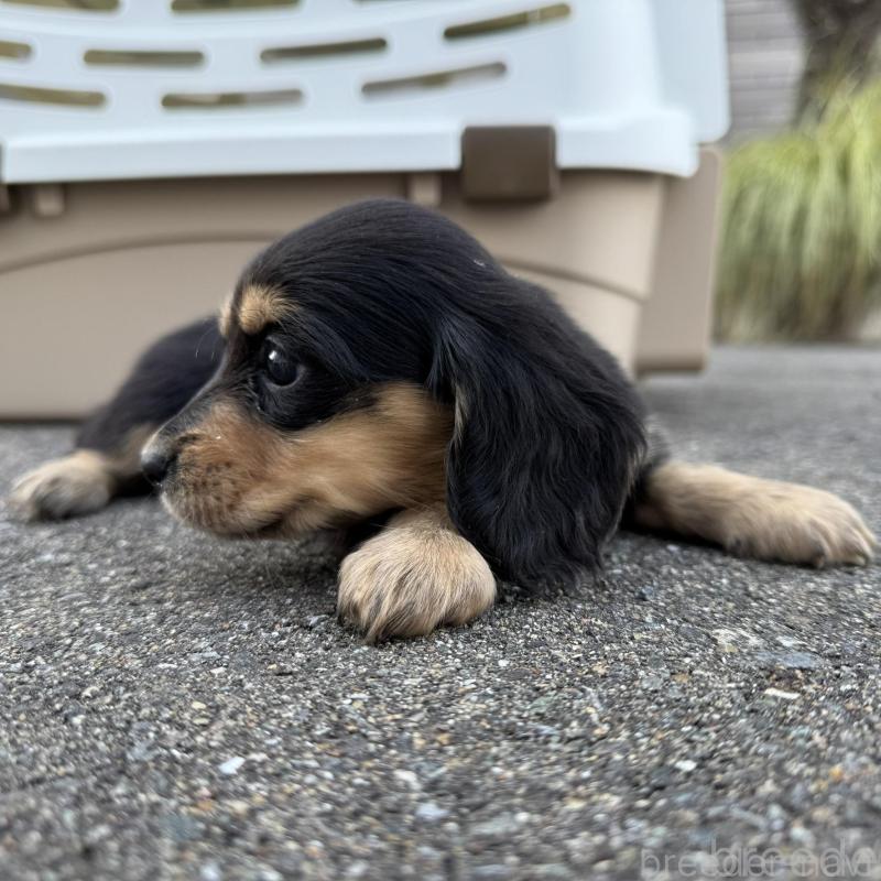 販売中の福岡県のミニチュアダックスフンド(ロングヘアード)-428984の3枚目