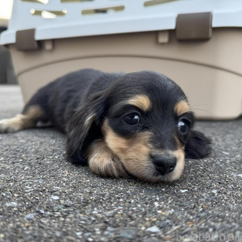 販売中の福岡県のミニチュアダックスフンド(ロングヘアード)-428984の2枚目