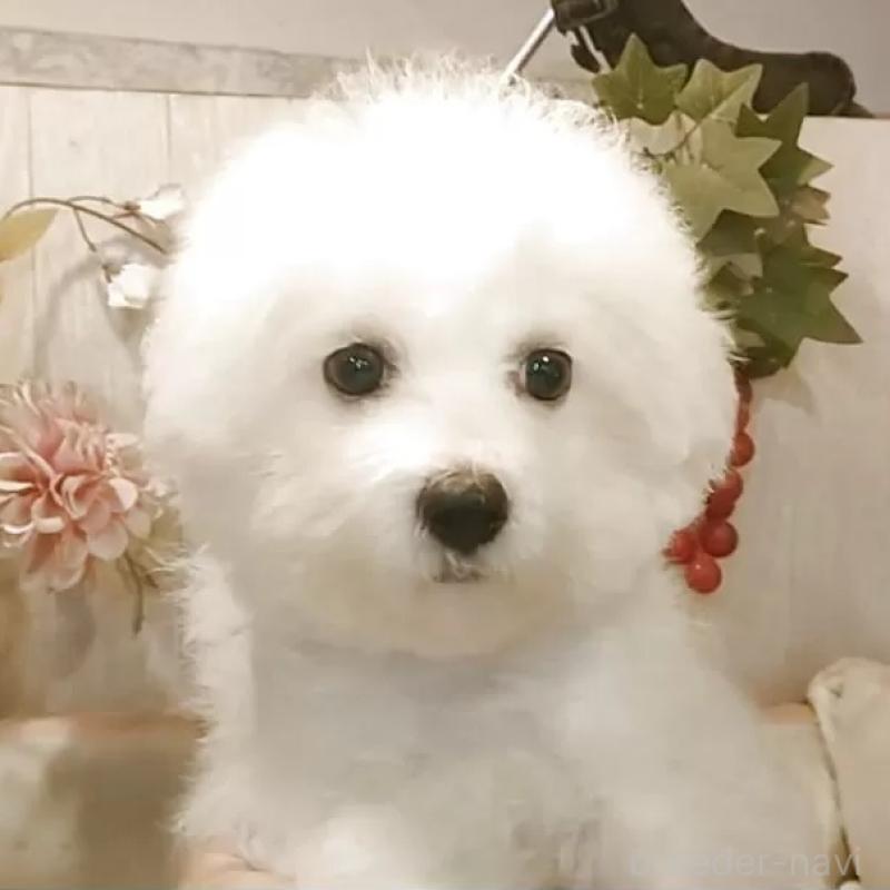 販売中の愛知県のビションフリーゼ-404958