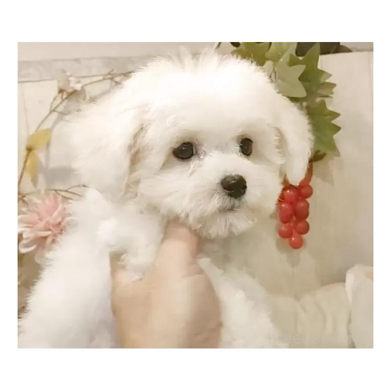 成約済の愛知県のビションフリーゼ-404958の14枚目