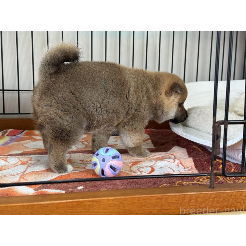 販売中の岡山県の柴犬-428985の5枚目