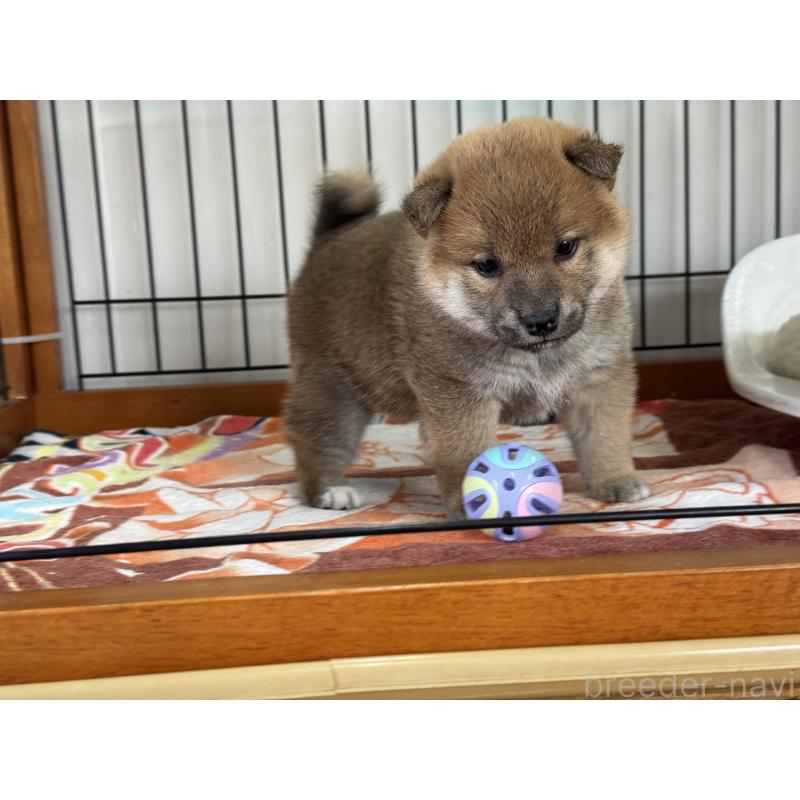 販売中の岡山県の柴犬-428985の4枚目