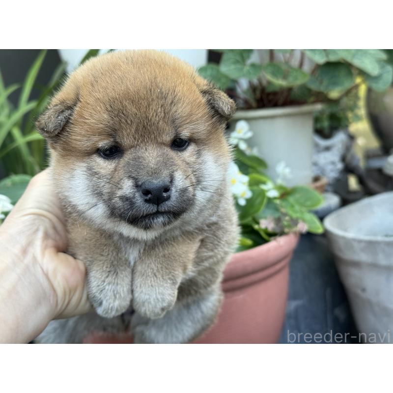販売中の岡山県の柴犬-428985の1枚目