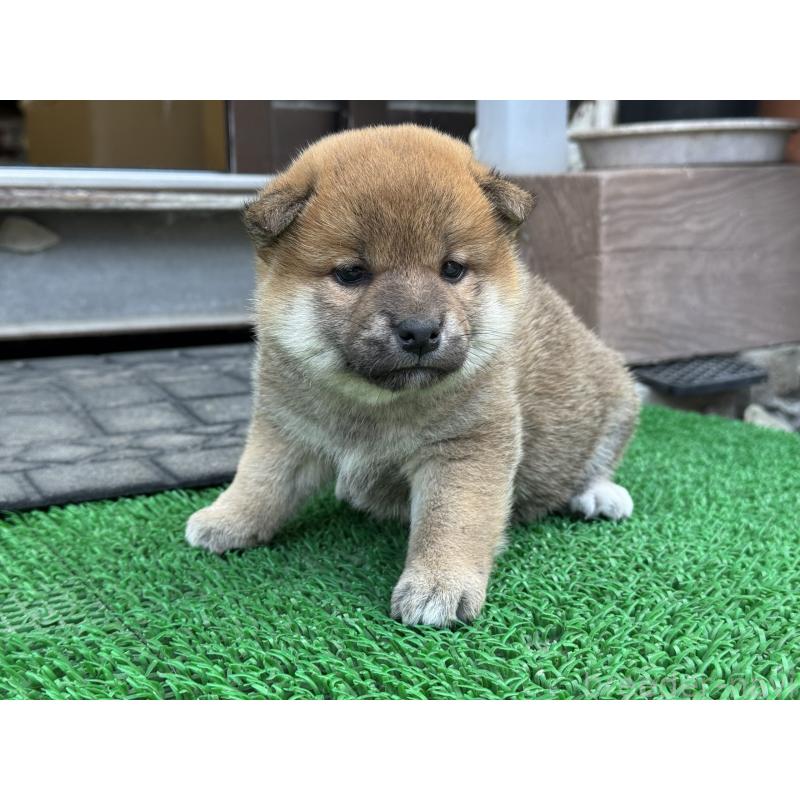 販売中の岡山県の柴犬-428985の3枚目