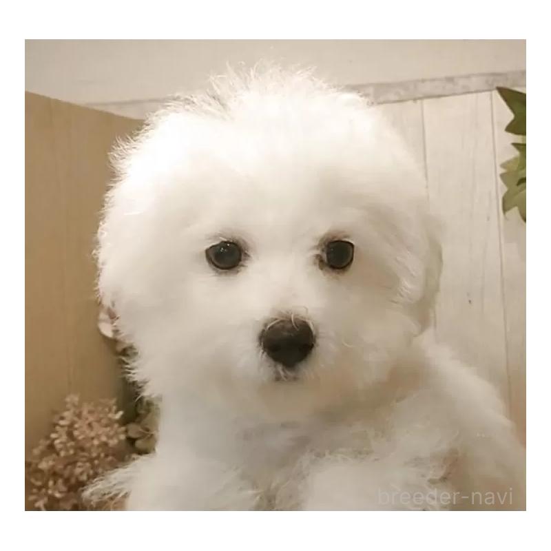 成約済の愛知県のビションフリーゼ-404958の6枚目