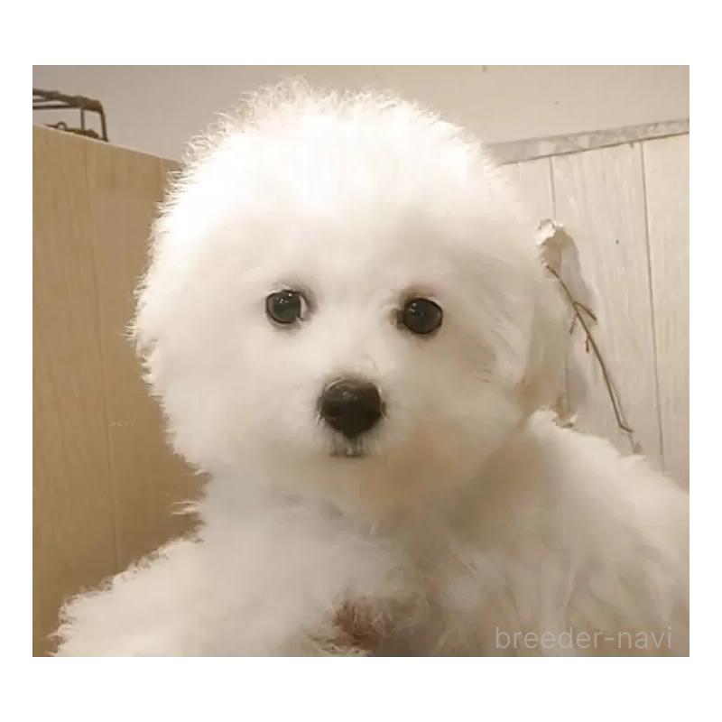 成約済の愛知県のビションフリーゼ-404958の5枚目