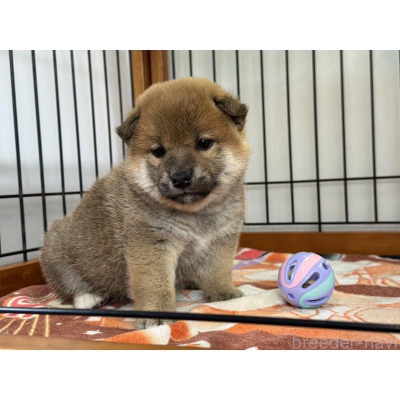 販売中の岡山県の柴犬-428985の2枚目