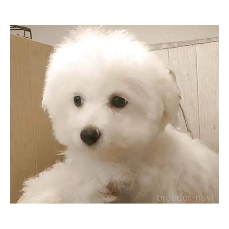 成約済の愛知県のビションフリーゼ-404958の4枚目