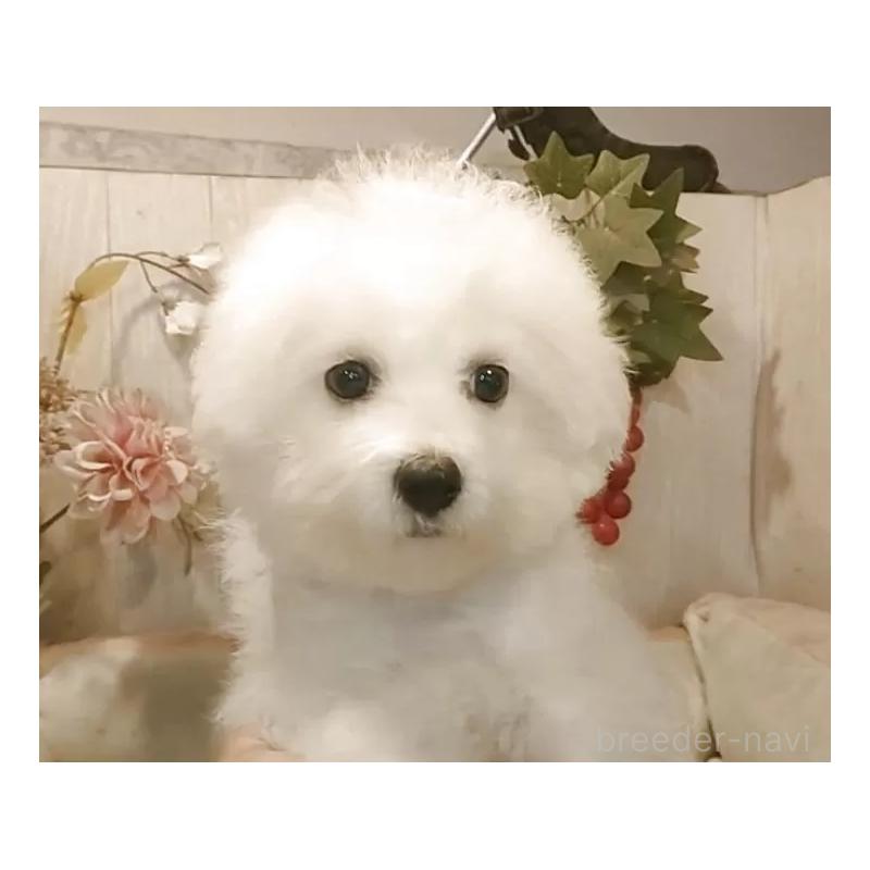 成約済の愛知県のビションフリーゼ-404958の3枚目