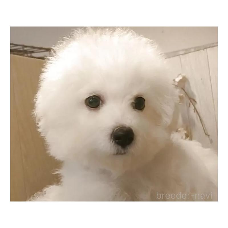 成約済の愛知県のビションフリーゼ-404958の2枚目