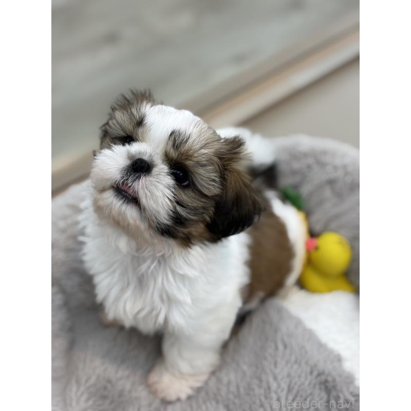 販売中の北海道のシーズー-428987の3枚目