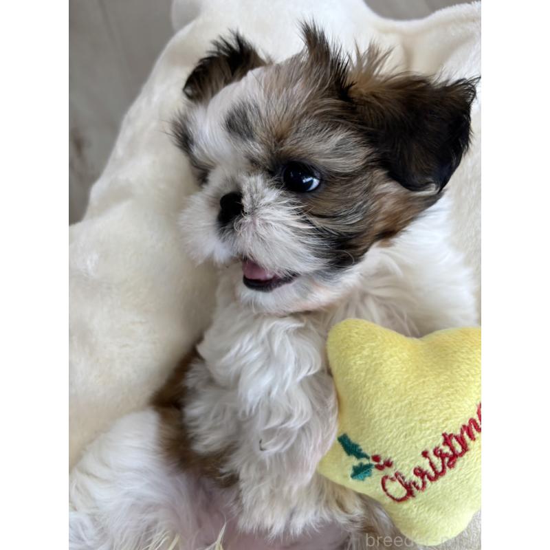 販売中の北海道のシーズー-428987の2枚目