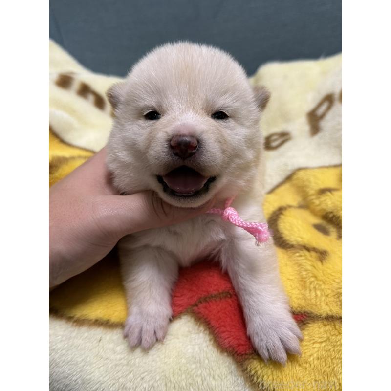 販売中の岡山県の柴犬-428986の1枚目