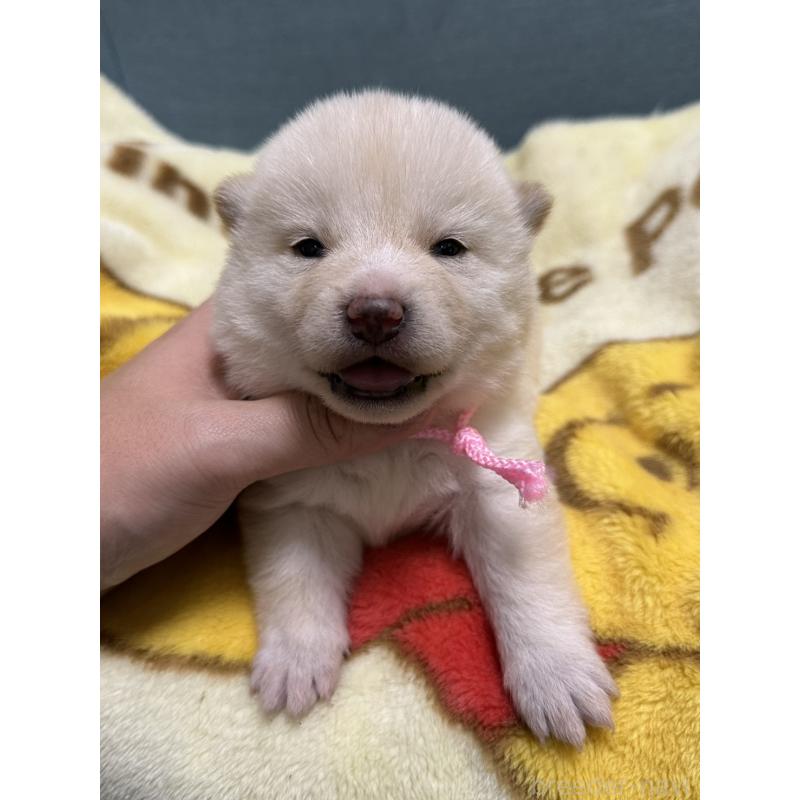 販売中の岡山県の柴犬-428986の5枚目