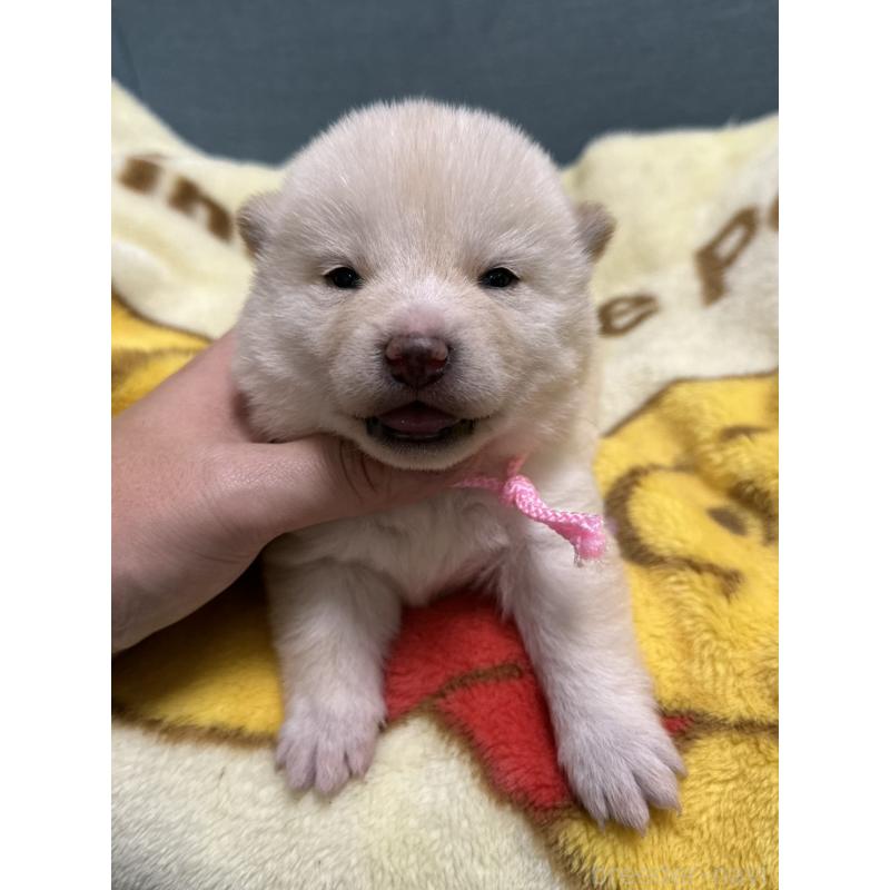 販売中の岡山県の柴犬-428986の4枚目