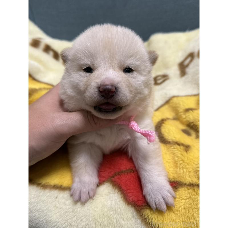 販売中の岡山県の柴犬-428986の3枚目