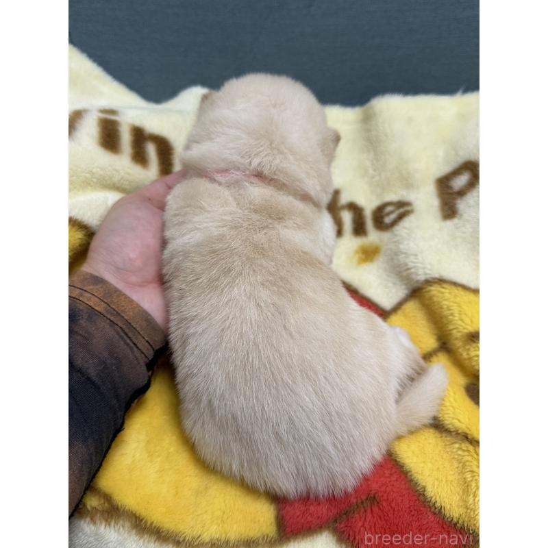 販売中の岡山県の柴犬-428986の2枚目