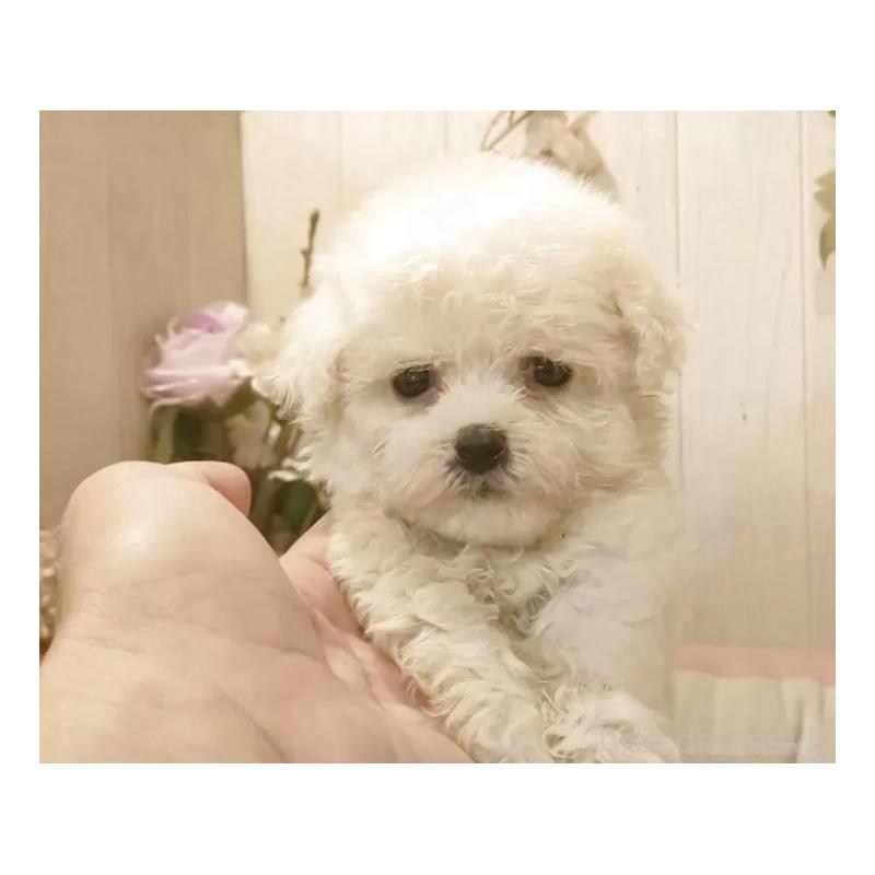 販売中の愛知県のビションフリーゼ-420432の13枚目