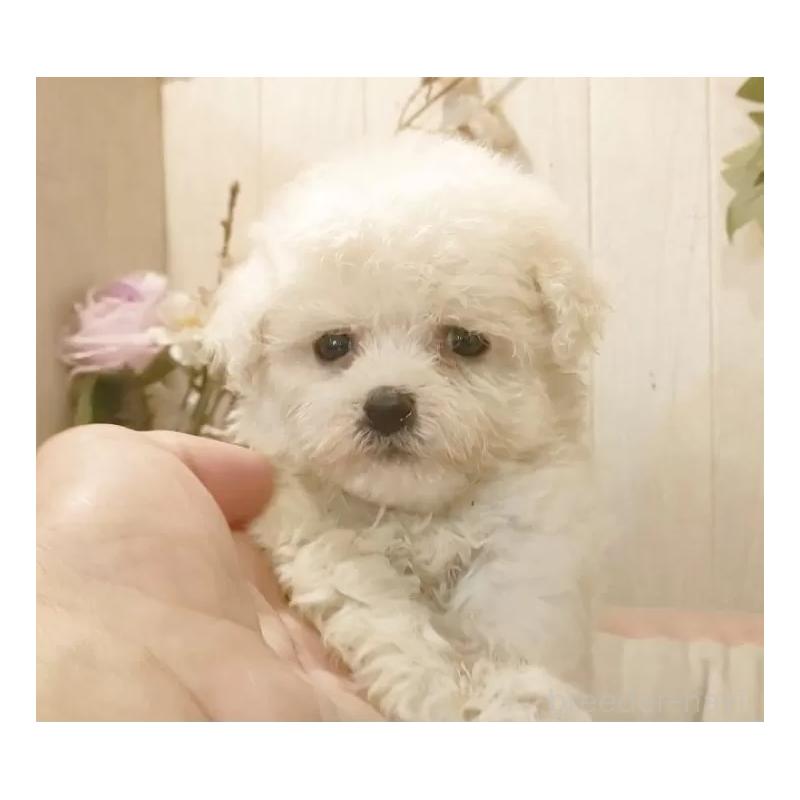 販売中の愛知県のビションフリーゼ-420432の12枚目