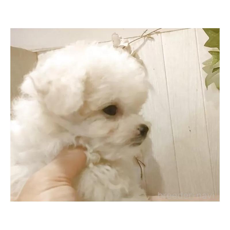 販売中の愛知県のビションフリーゼ-420432の11枚目