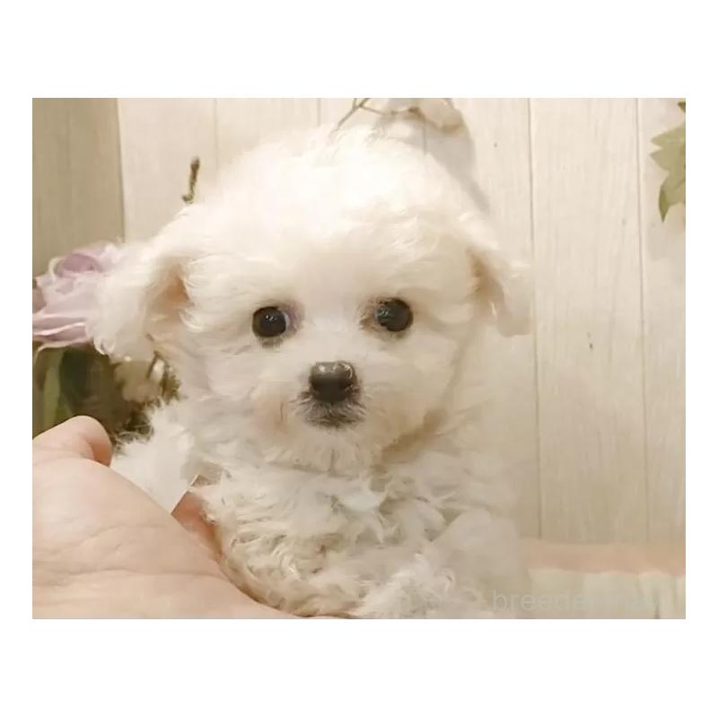 販売中の愛知県のビションフリーゼ-420432の10枚目