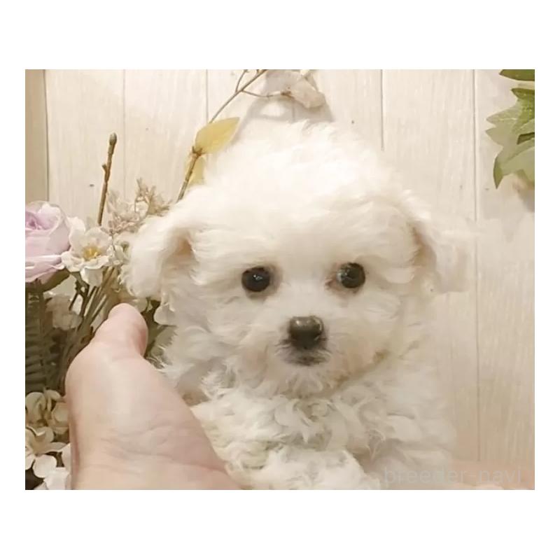 販売中の愛知県のビションフリーゼ-420432の9枚目