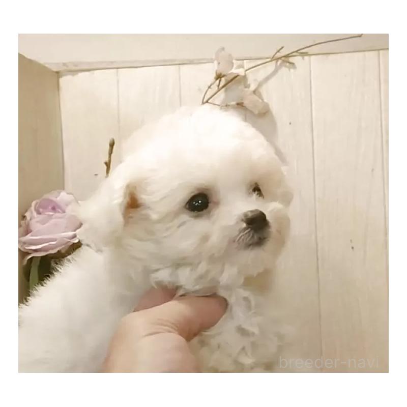 販売中の愛知県のビションフリーゼ-420432の8枚目