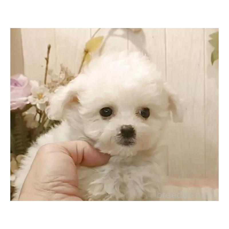 販売中の愛知県のビションフリーゼ-420432の7枚目