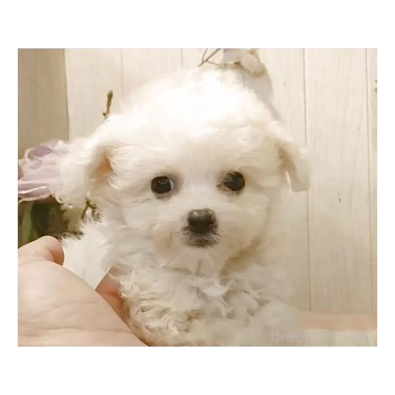 販売中の愛知県のビションフリーゼ-420432の6枚目