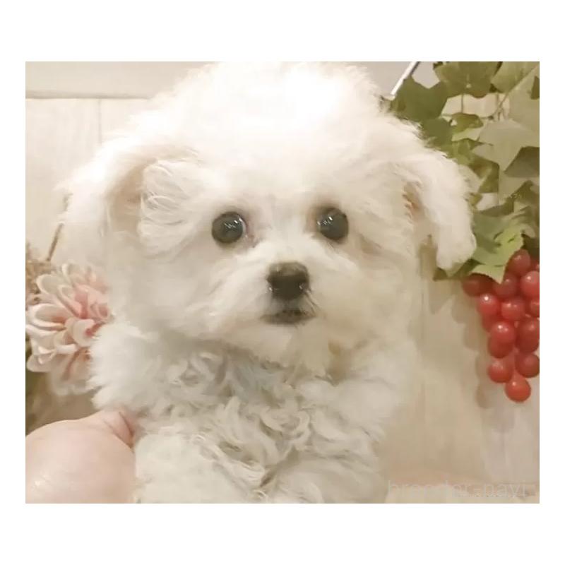 販売中の愛知県のビションフリーゼ-420432の5枚目