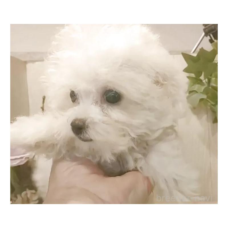 販売中の愛知県のビションフリーゼ-420432の4枚目