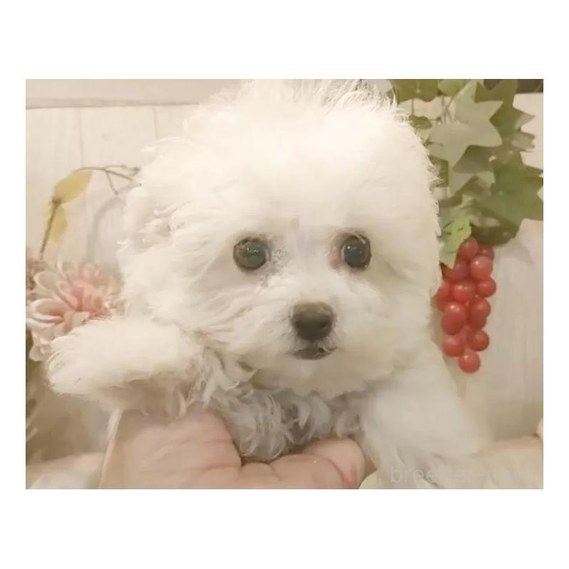 販売中の愛知県のビションフリーゼ-420432の3枚目