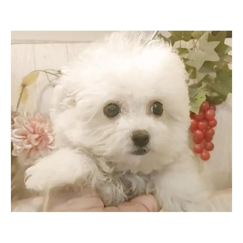 販売中の愛知県のビションフリーゼ-420432の2枚目