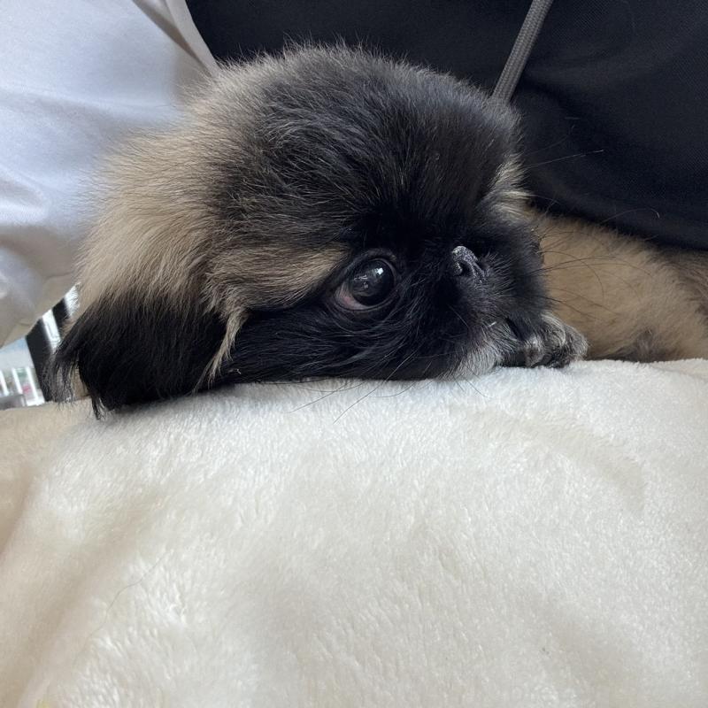 販売中の北海道のペキニーズ-428989の5枚目