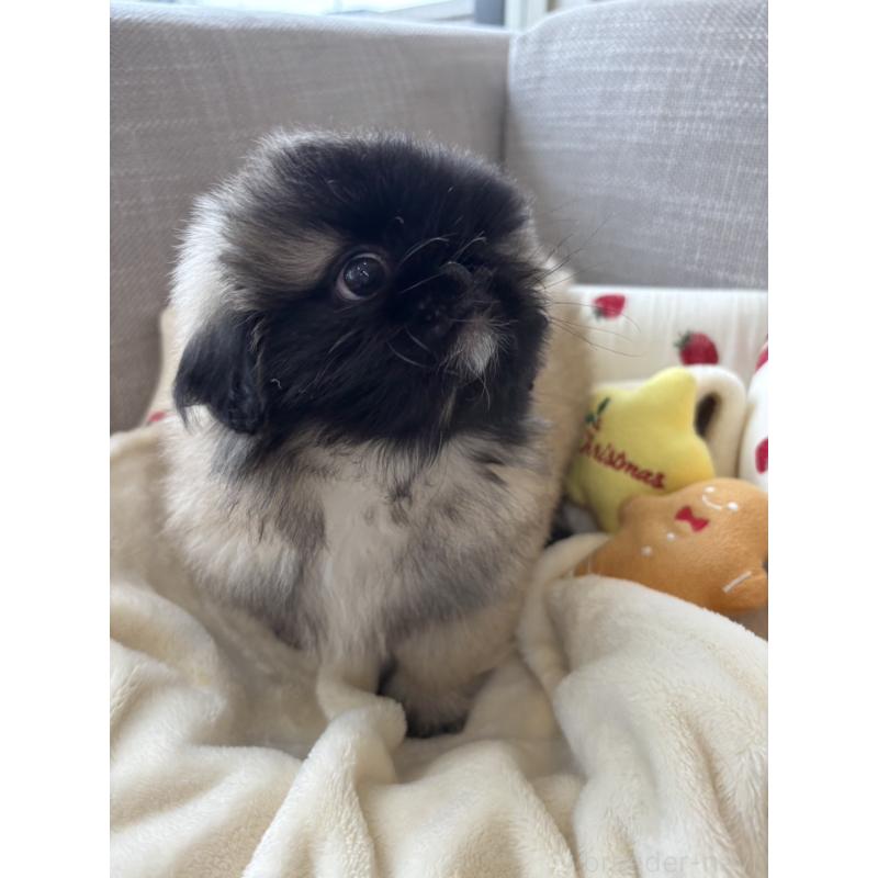 販売中の北海道のペキニーズ-428989の4枚目