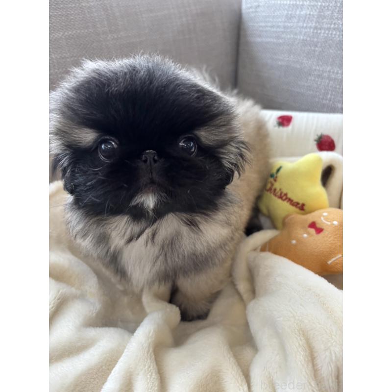 販売中の北海道のペキニーズ-428989の3枚目