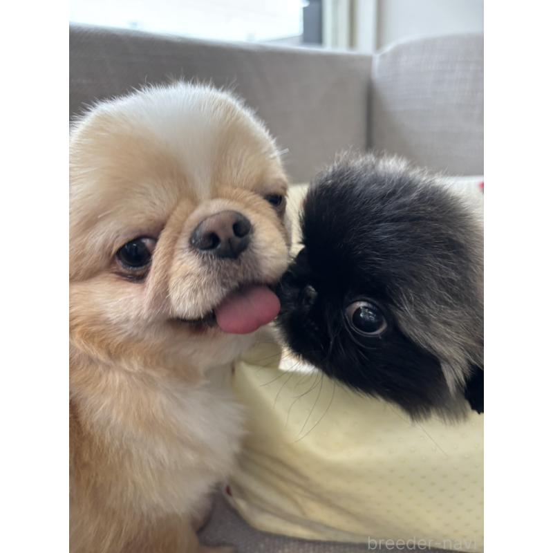 販売中の北海道のペキニーズ-428989の2枚目