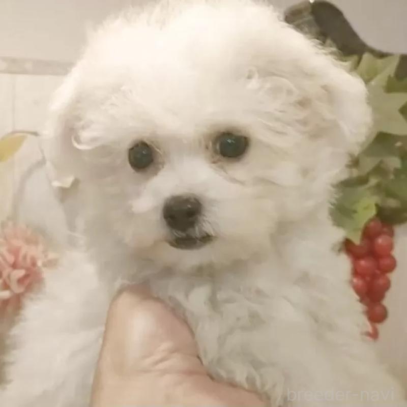 販売中の愛知県のビションフリーゼ-420439の1枚目