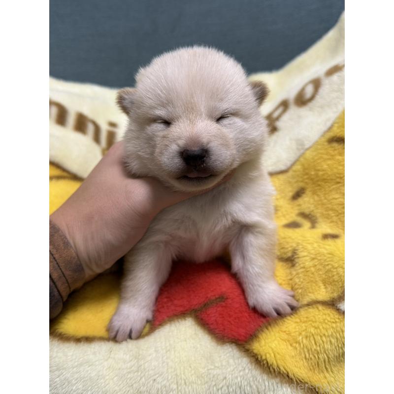 販売中の岡山県の柴犬-428988