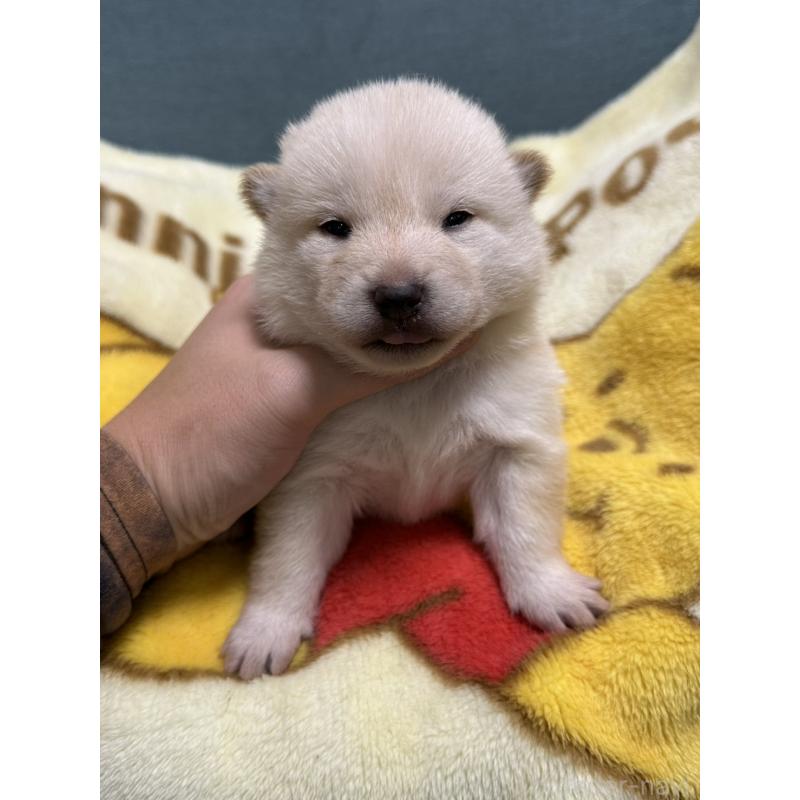 販売中の岡山県の柴犬-428988の5枚目