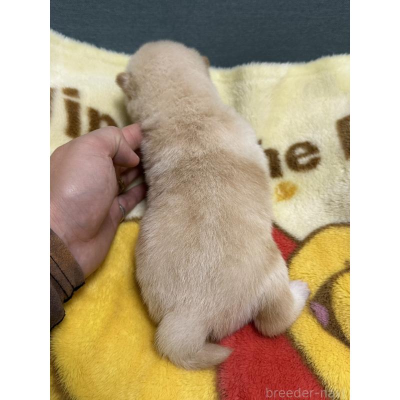 販売中の岡山県の柴犬-428988の2枚目