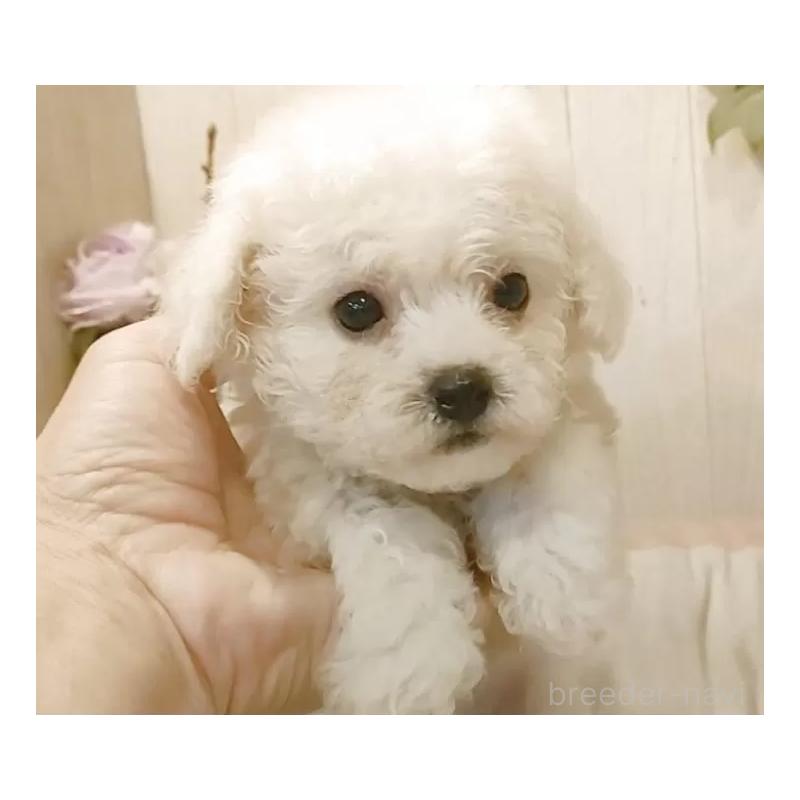 販売中の愛知県のビションフリーゼ-420439の14枚目