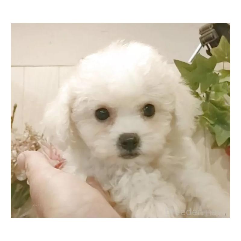 販売中の愛知県のビションフリーゼ-420439の13枚目