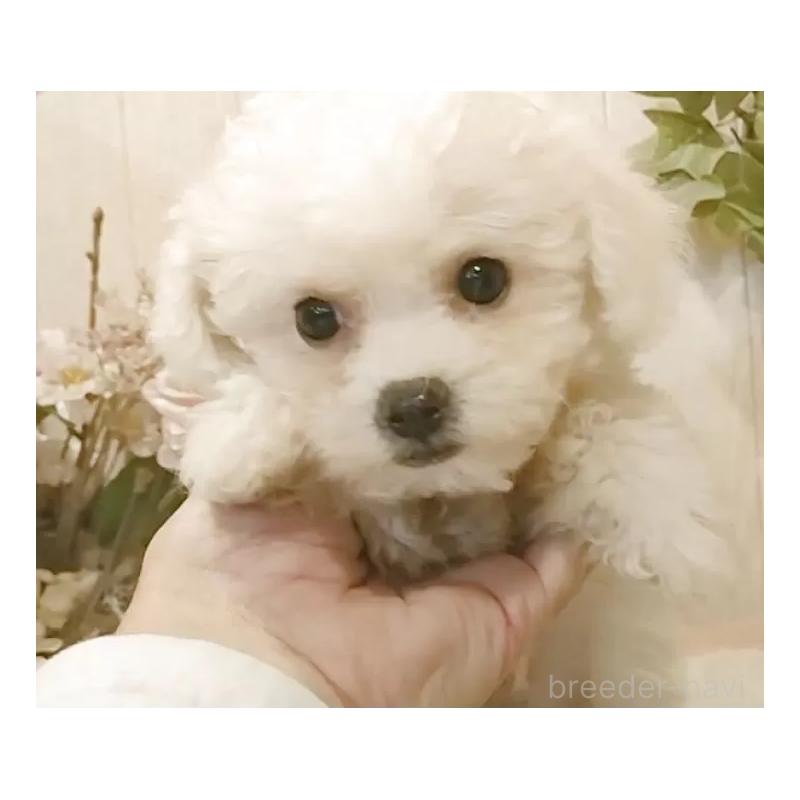 販売中の愛知県のビションフリーゼ-420439の12枚目