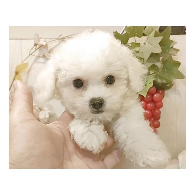 販売中の愛知県のビションフリーゼ-420439の11枚目